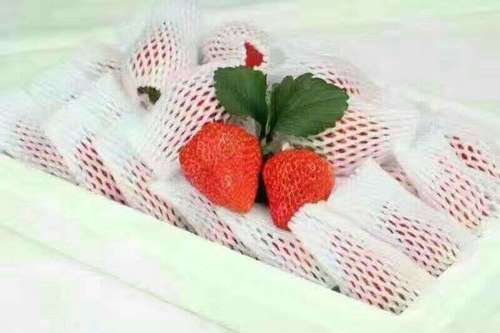 Multi Strawberry Epe Fruit Foam Net