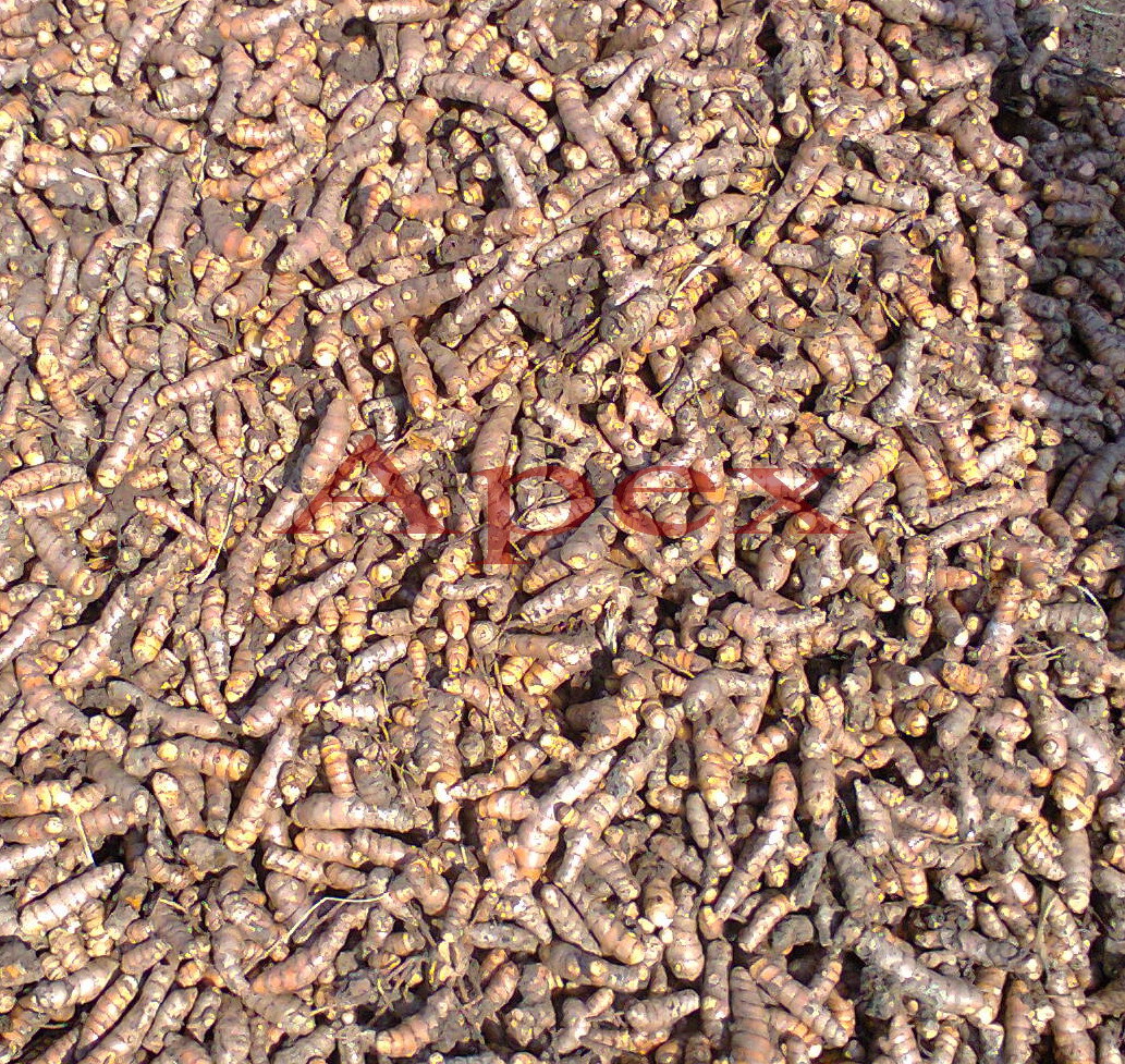 Haldi - Dried Spice, 25/50 Kg Pp Bags, Yellow Color, Variable Curcumin Content, Moisture Content 10-12%, Culinary Use, Medicinal Applications