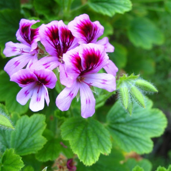 Geranium Oil Purity: 100% Pure