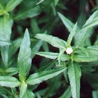 Eclipta Alba - Dried Herbal Remedy | Ayurvedic Bhringraj For Longevity, Tridosha Balance, Hair Care, Antioxidant Properties, And Memory Rejuvenation