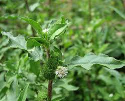 Eclipta Alba - Dried Herbal Remedy | Ayurvedic Bhringraj For Longevity, Tridosha Balance, Hair Care, Antioxidant Properties, And Memory Rejuvenation