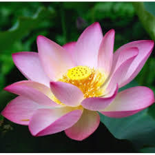 Lotus Essential Oil - 100% Pure, Floral Aroma | Therapeutic Properties, Stress Relief, Long Shelf Life