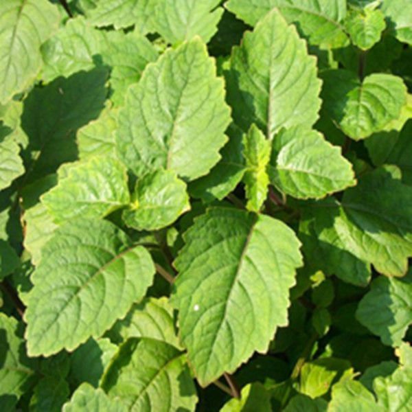 Patchouli Oil Purity: 100% Pure