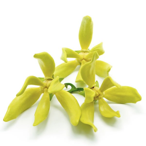 Ylang Ylang Oil Shelf Life: 2 Years