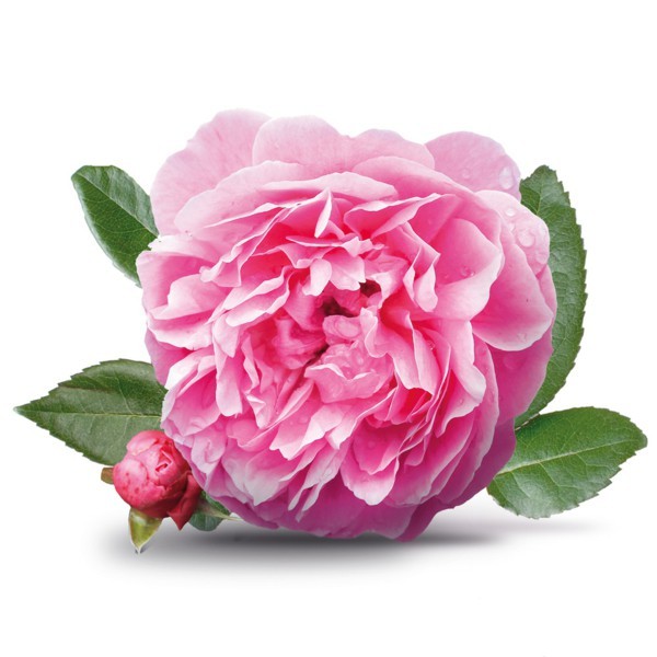 Rose Essential Oil Purity: 100% Pure & Natural