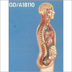 Sympathetic Nervous System Model - Color: Realistic Skin Tone