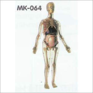 56 सेमी विजिबल एक्सपेक्टेंट मदर एनाटोनी किट