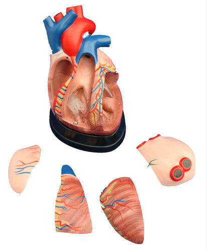 Middle Heart Model - Color: Skin