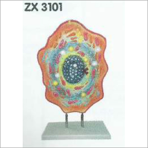 Animal Cell Model - PVC Material, Multi-Colored Design | Ideal for Classrooms and Biology Labs, Illustrates Structure and Function of Animal Cells