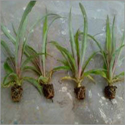 Tissue Culture Plants