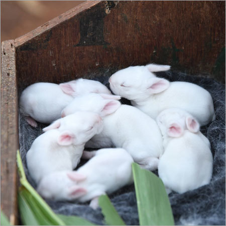 Rabbit Farming