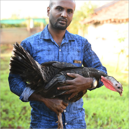 Turkey Farming