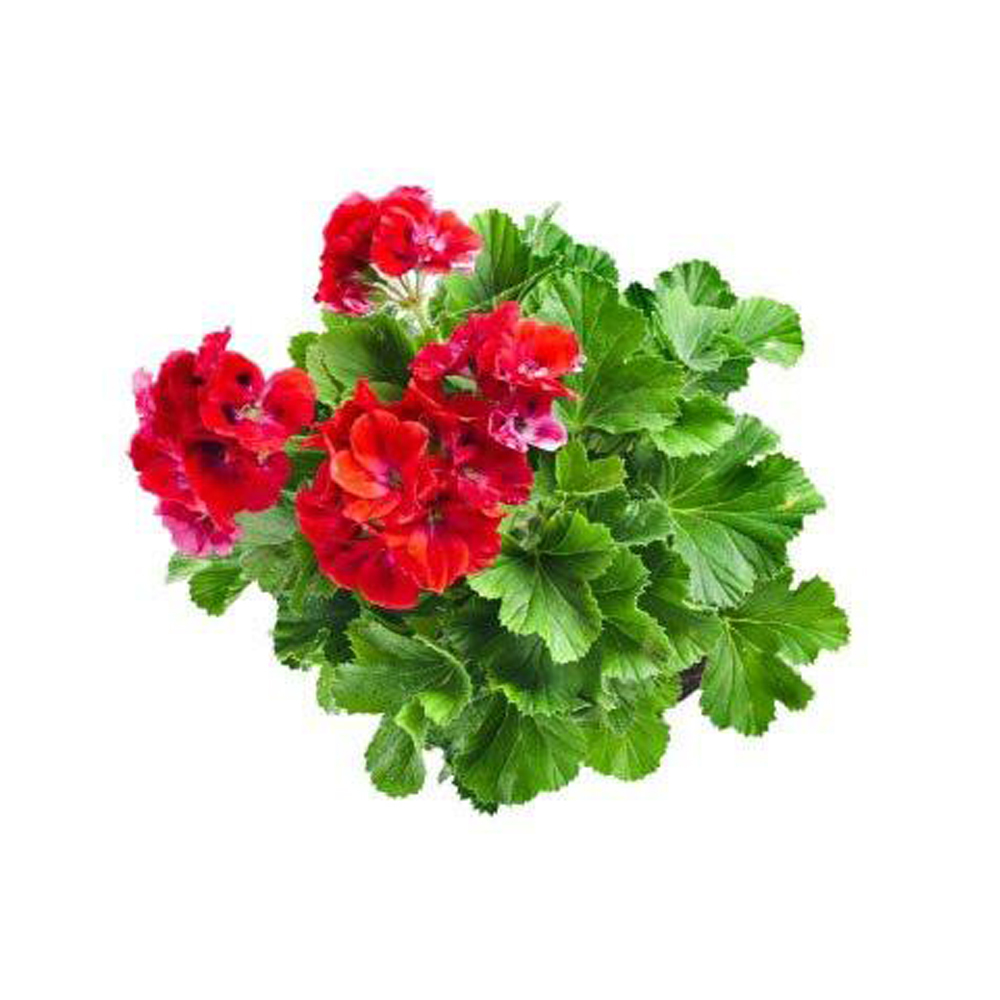 Geranium Oil Age Group: All Age Group