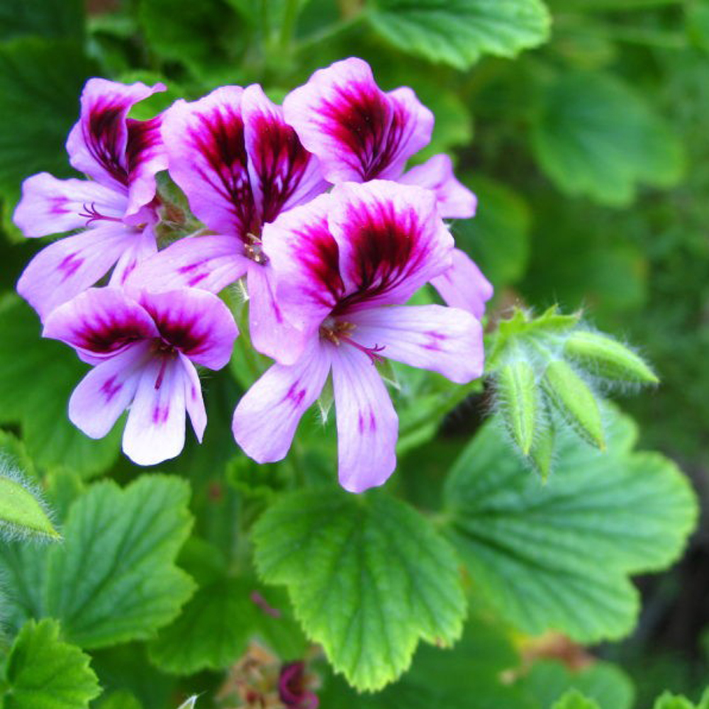 Geranium Oil Age Group: All Age Group