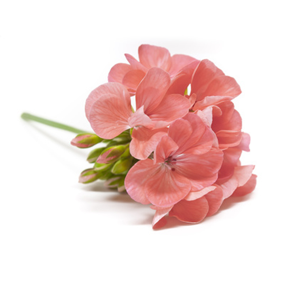 Geranium Oil Age Group: All Age Group