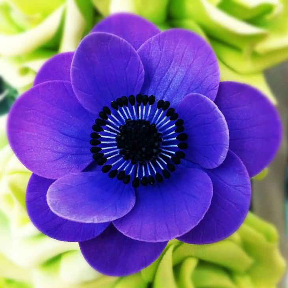 Oil Perfume Blue Anemone Oil Age Group: All Age Group