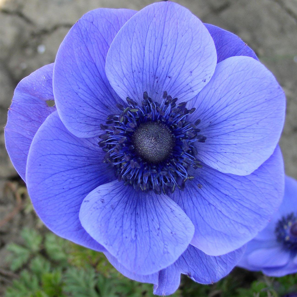 Oil Perfume Blue Anemone Oil Age Group: All Age Group
