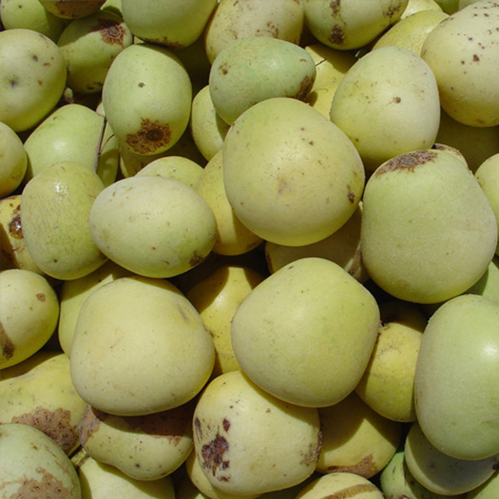 Marula Oil - Premium Herbal Extract | Deeply Moisturizing, Nutrient-rich For All Skin Types, High In Fatty Acids And Antioxidants