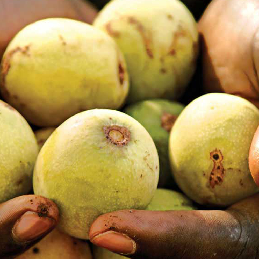 Marula Oil - Premium Herbal Extract | Deeply Moisturizing, Nutrient-rich For All Skin Types, High In Fatty Acids And Antioxidants