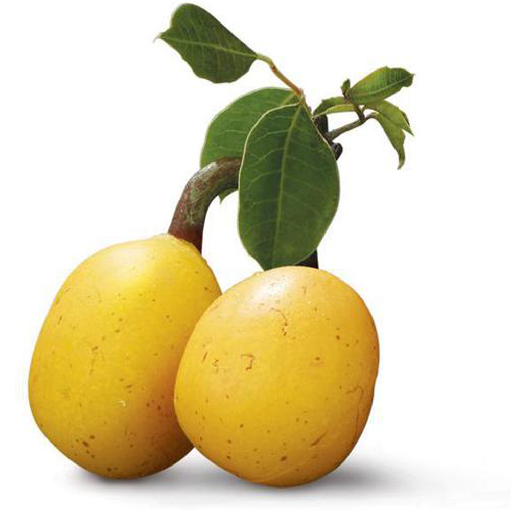 Marula Oil - Premium Herbal Extract | Deeply Moisturizing, Nutrient-rich For All Skin Types, High In Fatty Acids And Antioxidants