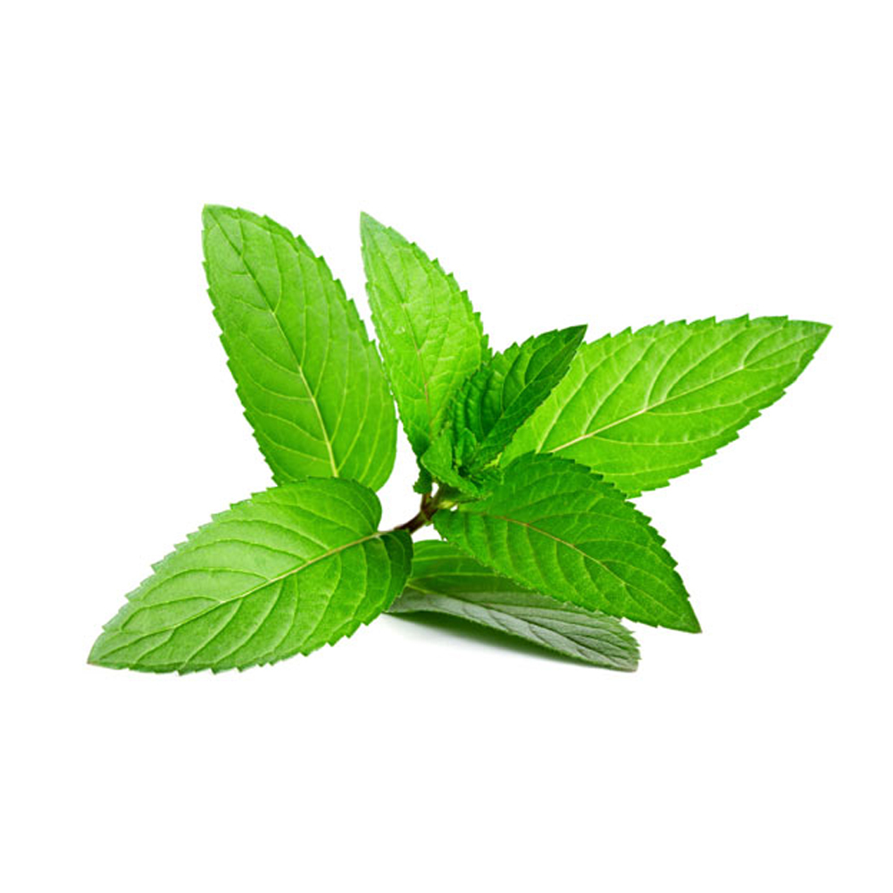 Peppermint Oil Shelf Life: 2 Years
