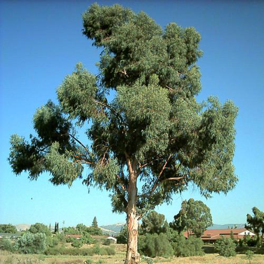Eucalyptus Oil Perfume Oil Age Group: Adults