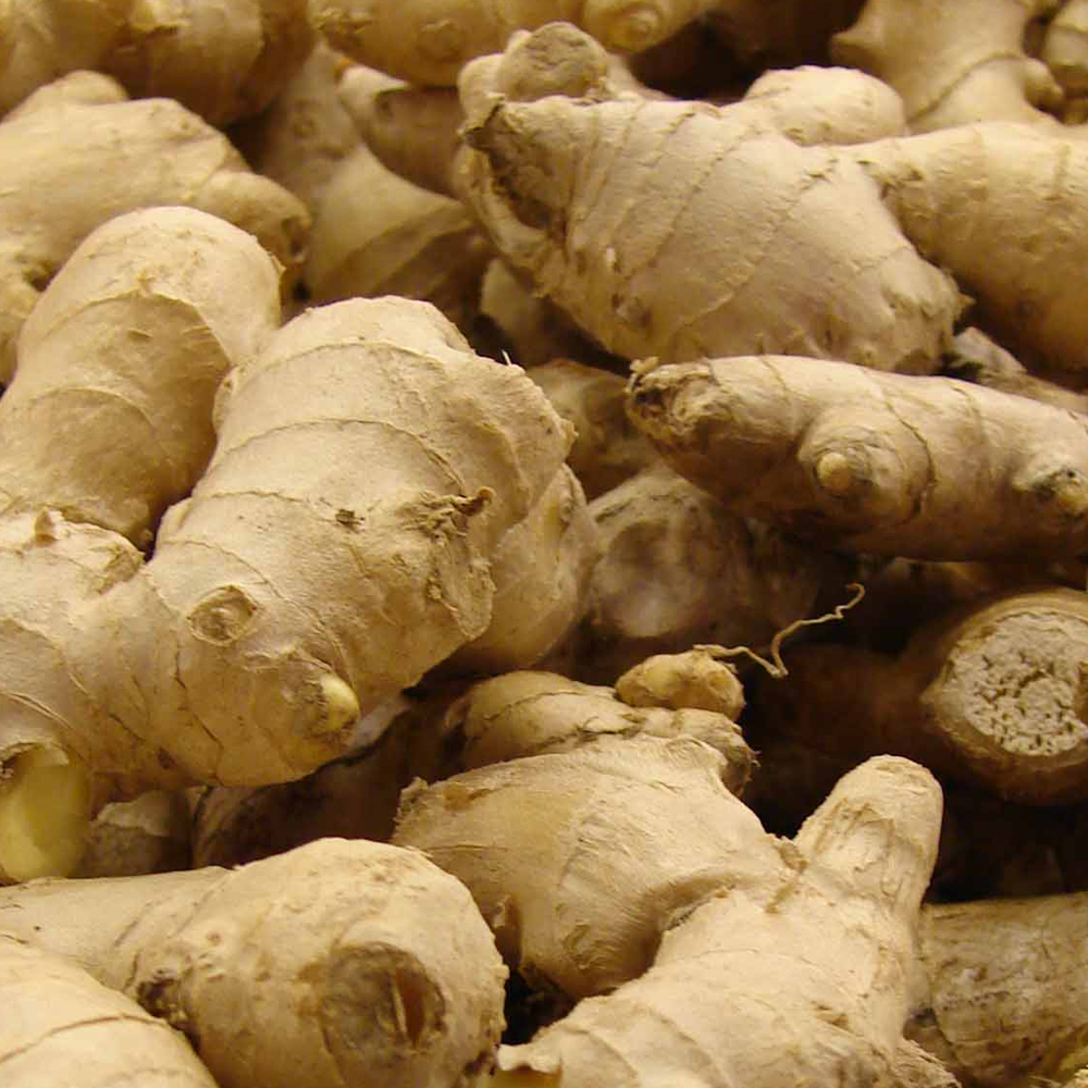 Ginger Oil Age Group: All Age Group