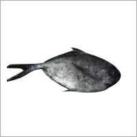 Pomfret