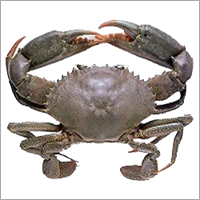 Live Black Mud Crab