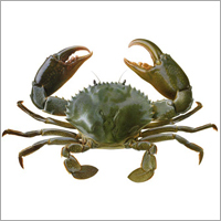 Live Green Mud Crab