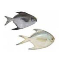 Pomfret