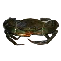 Live Ocean Mud Crab