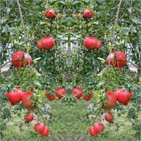 अनार अनुबंध खेती सेवाएँ