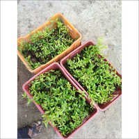 फल बागान सेवा