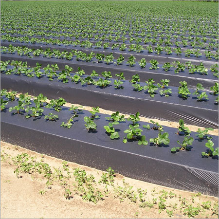 Mulch Films - Biodegradable Polyethylene, 4 Mil Thickness, UV Resistant, Lightweight Design for Enhanced Soil Protection