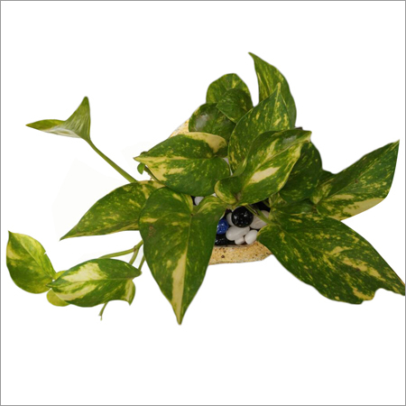 रोलिंग नेचर गुड लक मनी प्लांट