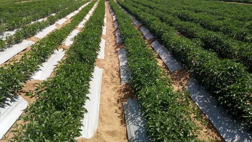 प्लास्टिक मल्च फिल्म ग्रोथ 175%