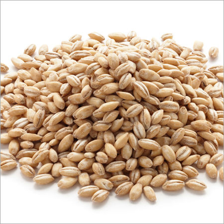 Barley