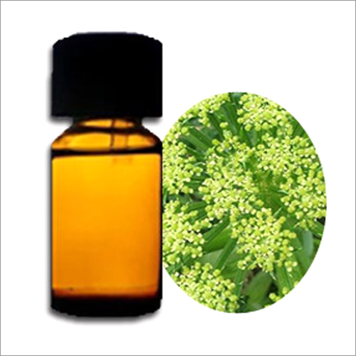 Aromatics Angelica Oil