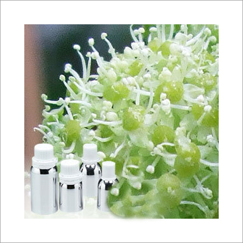 Aromatics Angelica Oil