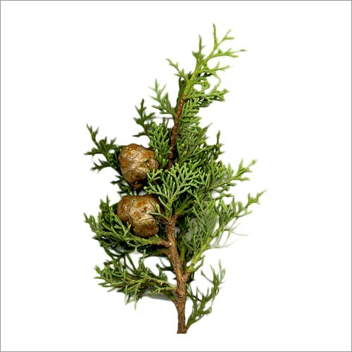 Cypress Oil Purity: 99%