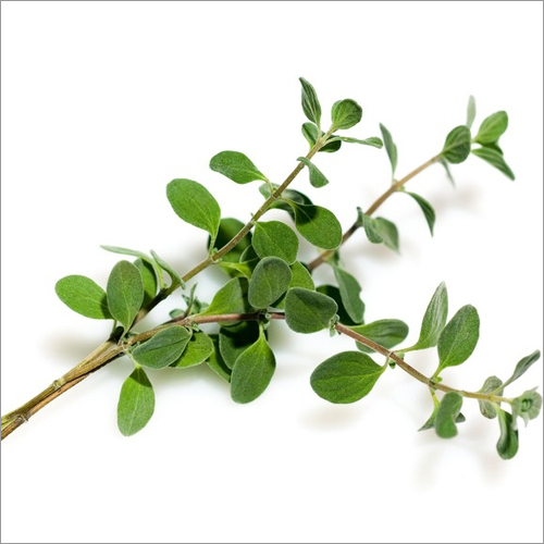 Marjoram Oil Purity: 97%