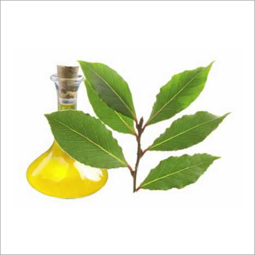Bay Leaf Essential Oil - Herbal Extract | 98% Purity, Dark Yellow To Brown Liquid, 2 Years Shelf Life, Effective For Hair And Scalp Care