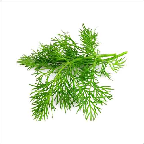 Dill Seed Oil Age Group: Adults