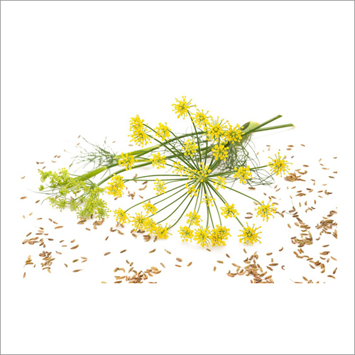 Fennel Oil Age Group: Adults