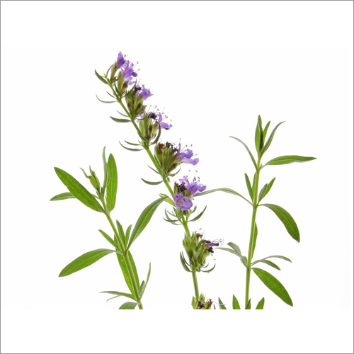 Hyssop Oil Age Group: Adults