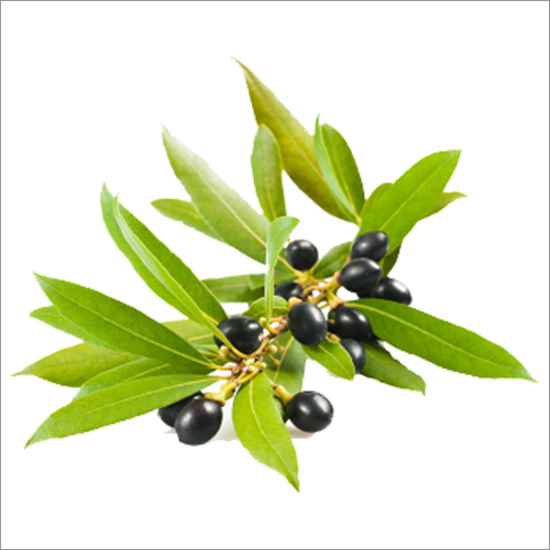 Laurel Berry Oil Age Group: Adults