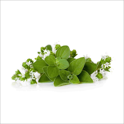 Origanum Oil Age Group: Adults