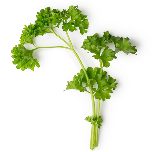 Parsley Oil - 98% Pure Essential Oil | Antimicrobial, Antiseptic, Diuretic, Digestive Support, Detoxifying, Skin Treatment, Airtight Packaging, 24-month Shelf Life