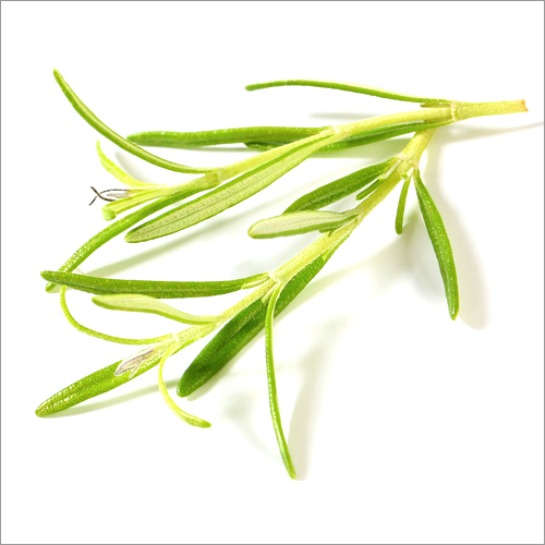 Tarragon Oil Age Group: Adults
